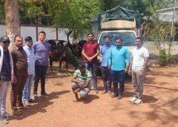 धाराशिव : गोवंशीय जनावरांची बेकायदेशीररीत्या कत्तल, पोलिसांचा छापा