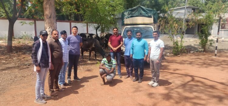 धाराशिव : गोवंशीय जनावरांची बेकायदेशीररीत्या कत्तल, पोलिसांचा छापा