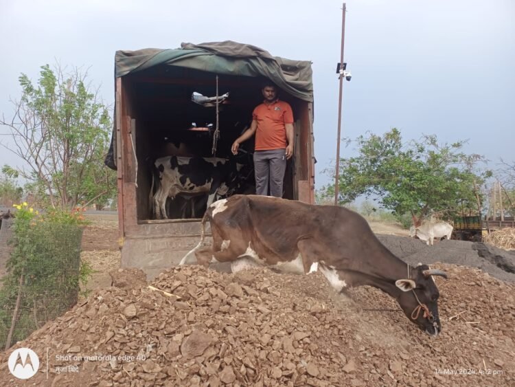 धाराशिव : गोवंशीय जनावरांची कत्तलीसाठी वाहतूक
