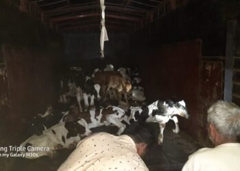गोवंशीय जनावरांची कत्तलीसाठी वाहतूक