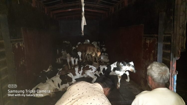 गोवंशीय जनावरांची कत्तलीसाठी वाहतूक