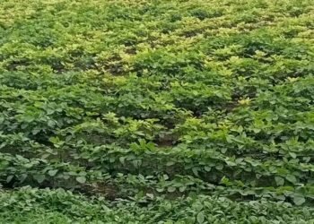 धाराशिवच्या शेतकऱ्यांच्या अडचणींकडे शासनाने लक्ष द्यावे