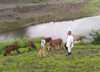 गोशाळेतील गायींच्या परिपोषणासाठी मिळणार प्रतिदिन 100 रुपये अनुदान