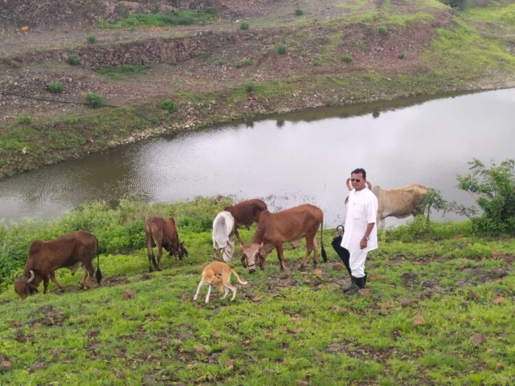 गोशाळेतील गायींच्या परिपोषणासाठी मिळणार प्रतिदिन 100 रुपये अनुदान