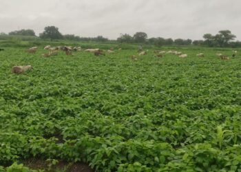 अणदूरमध्ये शेतकऱ्याच्या सोयाबीन पिकाची मेंढपाळांकडून जाणूनबुजून नासधूस