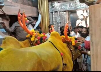 तुळजाभवानीच्या चरणी बैलपोळ्याची अनोखी कृतज्ञता  (व्हिडिओ )