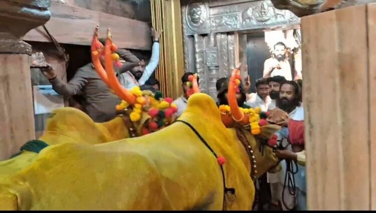 तुळजाभवानीच्या चरणी बैलपोळ्याची अनोखी कृतज्ञता  (व्हिडिओ )