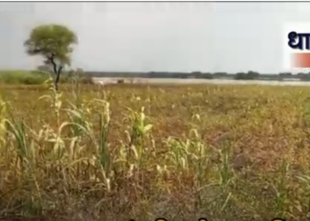 तेरणा प्रकल्पाच्या संपादित क्षेत्रावर अतिक्रमण