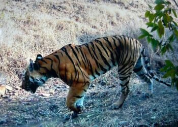 धाराशिव जिल्ह्यात वाघाची दहशत! येडशीत मुक्त संचार, दोन गाई जखमी