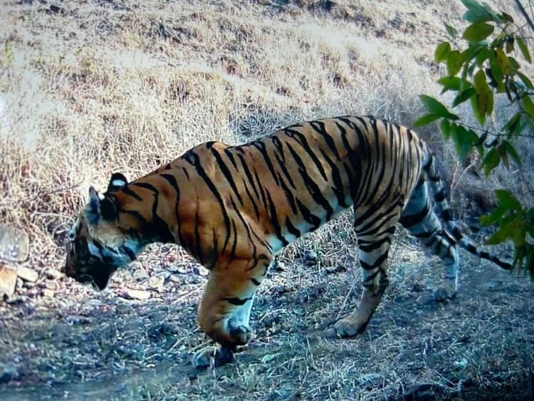 धाराशिव जिल्ह्यात वाघाची दहशत! येडशीत मुक्त संचार, दोन गाई जखमी