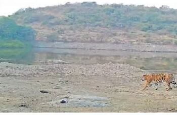 धाराशिव, सोलापूर सीमेवर वाघाची दहशत कायम