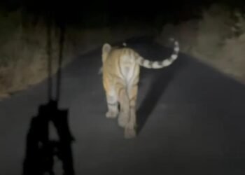 भूम तालुक्यात वाघाची दहशत ! वनविभागाचे अधिकारी म्हणतात, ‘निवांत झोपा’!