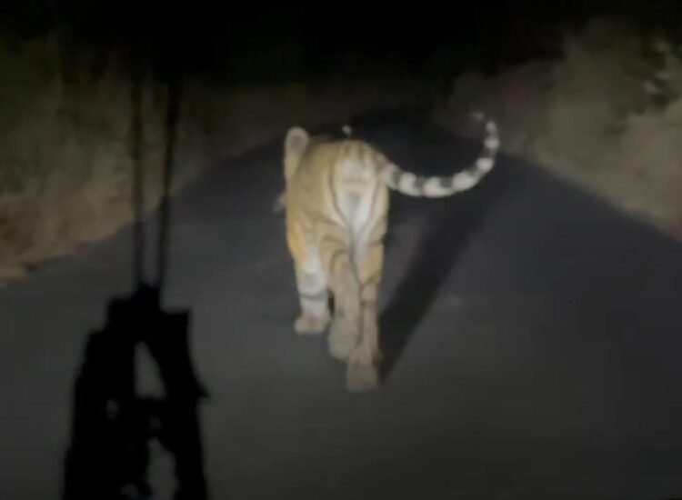 भूम तालुक्यात वाघाची दहशत ! वनविभागाचे अधिकारी म्हणतात, ‘निवांत झोपा’!