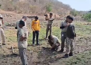 धाराशिव : वाघाला शोधण्यासाठी आलेली टीम हरवली; वाघ हसत जंगलात लपला !