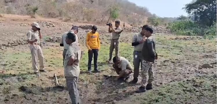 धाराशिव : वाघाला शोधण्यासाठी आलेली टीम हरवली; वाघ हसत जंगलात लपला !