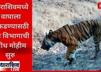 धाराशिवमध्ये वाघाला पकडण्यासाठी वन विभागाची शोध मोहीम सुरु