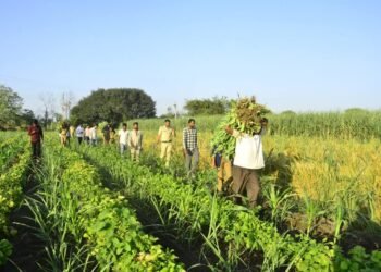उसाच्या फडात अफूचा डाव; २७ लाखांचे पीक पोलिसांच्या जाळ्यात!