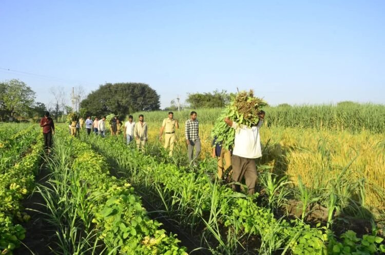 उसाच्या फडात अफूचा डाव; २७ लाखांचे पीक पोलिसांच्या जाळ्यात!