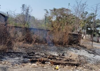 धाराशिव: वृक्षतोडीच्या गैरकारभारावर कारवाईचा प्रश्न अनुत्तरित; पुरावे नष्ट करण्याचा प्रयत्न