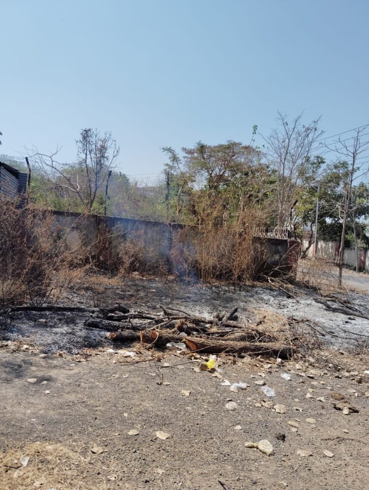 धाराशिव: वृक्षतोडीच्या गैरकारभारावर कारवाईचा प्रश्न अनुत्तरित; पुरावे नष्ट करण्याचा प्रयत्न
