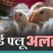 धाराशिव जिल्ह्यात बर्ड फ्लूचा संभाव्य धोका: ढोकी गावातील मांस विक्रेत्याला संसर्गाचा संशय