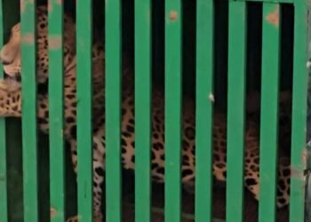 परंड्यात चार महिन्यांपासून दहशत माजवणारा बिबट्या अखेर जेरबंद