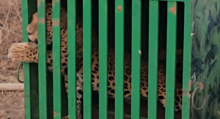 परंड्यात चार महिन्यांपासून दहशत माजवणारा बिबट्या अखेर जेरबंद