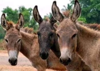 गाढव मिळेल का?  गाढवांच्या शोधात धाराशिवचे पत्रकार …