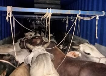 येरमाळा पोलिसांकडून गोवंश तस्करीचा पर्दाफाश; दोन आरोपींवर गुन्हा दाखल