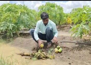 धाराशिव जिल्ह्यात अवकाळी पावसाचा हाहाकार; पिकांचे आणि जनावरांचे मोठे नुकसान