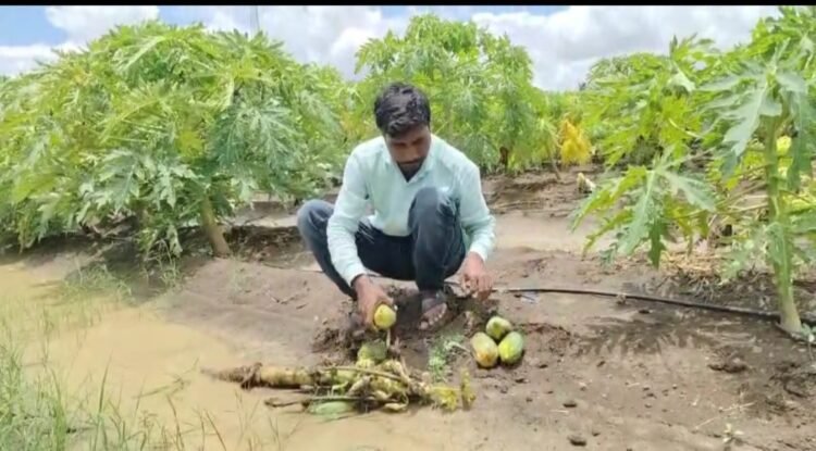 धाराशिव जिल्ह्यात अवकाळी पावसाचा हाहाकार; पिकांचे आणि जनावरांचे मोठे नुकसान