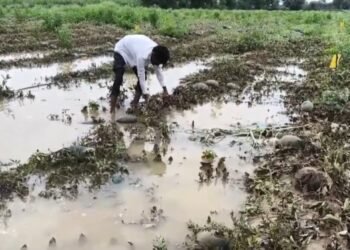 टरबूज नाही, शेतकऱ्याचं काळीज सडलं…