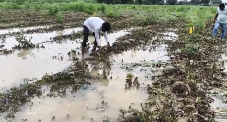 टरबूज नाही, शेतकऱ्याचं काळीज सडलं…