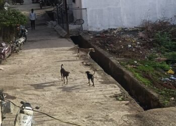 धाराशिवच्या रस्त्यांवर श्वानांचे राज्य: नागरिक दहशतीखाली, प्रशासनाची निद्रा कधी भंगणार?