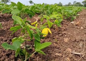 धाराशिव जिल्ह्यात पावसाची दडी, ५ लाख हेक्टरवरील पिके धोक्यात; बळीराजा हवालदिल