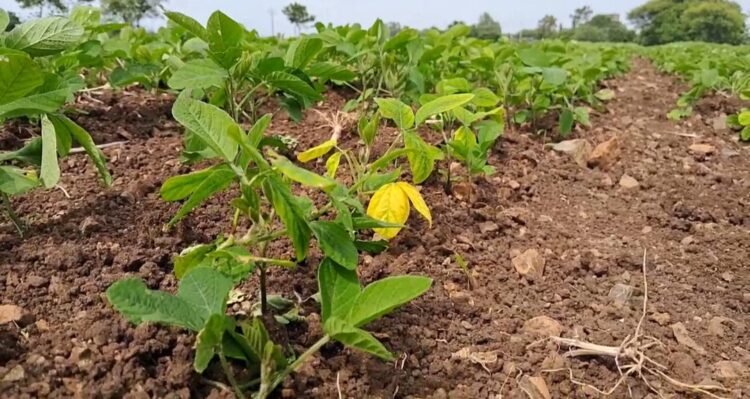 धाराशिव जिल्ह्यात पावसाची दडी, ५ लाख हेक्टरवरील पिके धोक्यात; बळीराजा हवालदिल