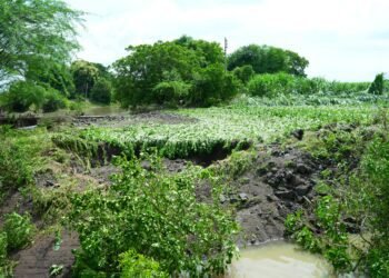 धाराशिव जिल्ह्याला अतिवृष्टीचा तडाखा, शेतीचे अतोनात नुकसान