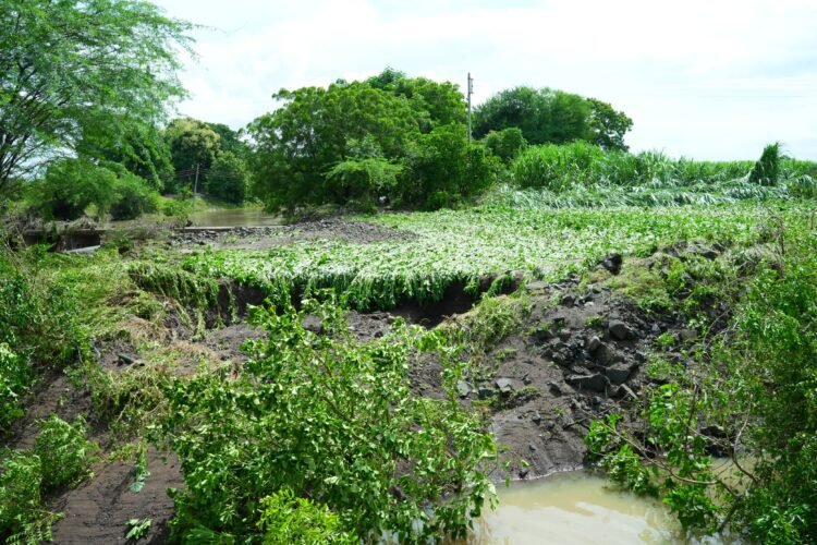 धाराशिव जिल्ह्याला अतिवृष्टीचा तडाखा, शेतीचे अतोनात नुकसान