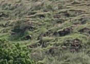 धाराशिवमध्ये पुन्हा वाघाचे दर्शन, वरवंटी शिवारातील शेतकऱ्यांमध्ये घबराट