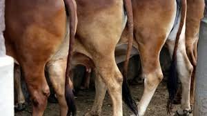 धाराशिव शहरात पोलिसांची मोठी कारवाई! गोवंश तस्करीचा पर्दाफाश, ११ लाखांचा मुद्देमाल जप्त