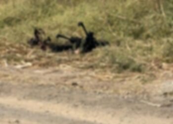 ब्रेकिंग न्यूज: धाराशिव हादरले! रुई (ढोकी) रेल्वे फाटकाजवळ तरुणीचा जाळून खून; मृतदेहाचा झाला कोळसा