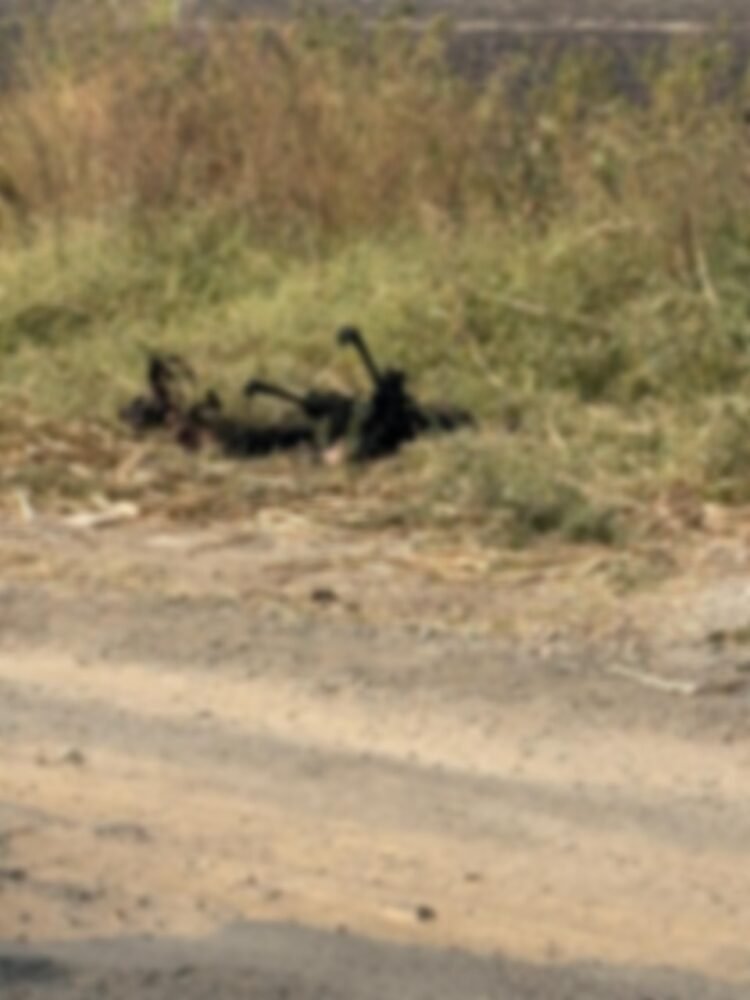 ब्रेकिंग न्यूज: धाराशिव हादरले! रुई (ढोकी) रेल्वे फाटकाजवळ तरुणीचा जाळून खून; मृतदेहाचा झाला कोळसा