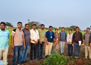 धाराशिव: मौजे देवळाली येथे गांजाच्या शेतीवर ‘अँटी नार्कोटिक्स’चा छापा; १६ किलो गांजा जप्त, एकाला अटक