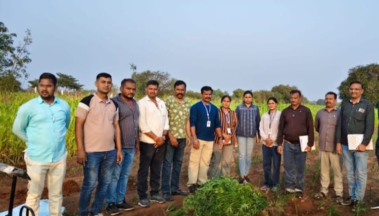 धाराशिव: मौजे देवळाली येथे गांजाच्या शेतीवर ‘अँटी नार्कोटिक्स’चा छापा; १६ किलो गांजा जप्त, एकाला अटक