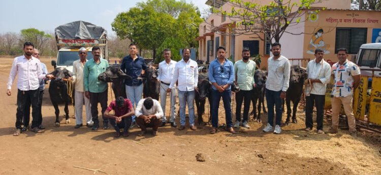 शेतकऱ्यांची जनावरे चोरणाऱ्या टोळीचा पर्दाफाश; धाराशिव पोलिसांची मोठी कारवाई, १३ गुन्हे उघडकीस