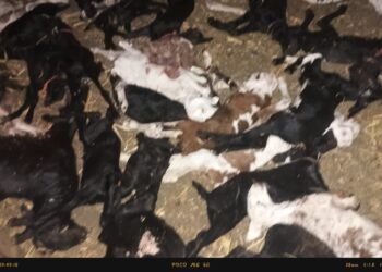 जळकोटमध्ये लांडग्यांचा थरार; ६३ मेंढरांची कोकरं फस्त, मेंढपाळांचे मोठे नुकसान