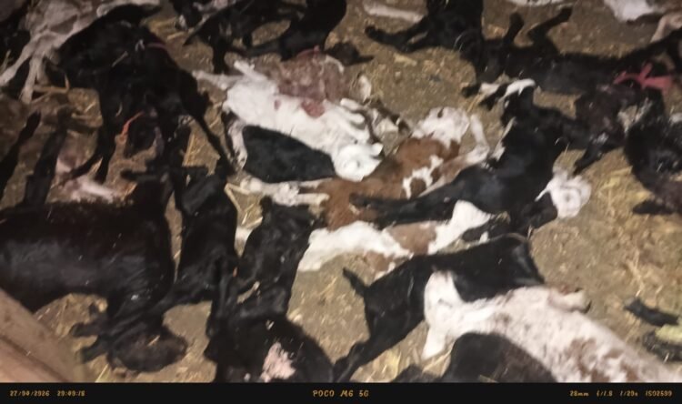 जळकोटमध्ये लांडग्यांचा थरार; ६३ मेंढरांची कोकरं फस्त, मेंढपाळांचे मोठे नुकसान