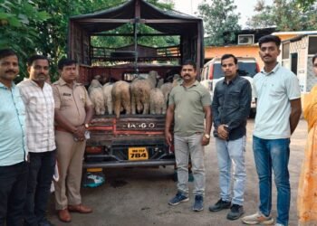चालत्या ट्रकमधून मेंढ्या पळवणाऱ्यांचा डाव फसला; धाराशिव पोलिसांकडून अवघ्या २४ तासांत मुद्देमाल जप्त