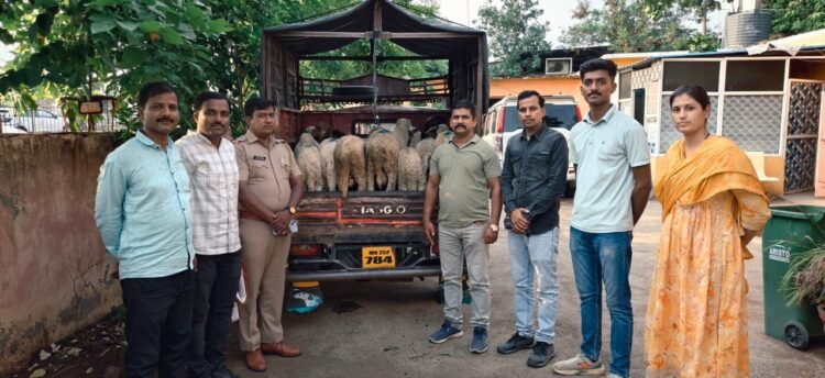 चालत्या ट्रकमधून मेंढ्या पळवणाऱ्यांचा डाव फसला; धाराशिव पोलिसांकडून अवघ्या २४ तासांत मुद्देमाल जप्त