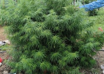 पोलिसांच्या शेतात डोलतंय ‘गांजाचं’ पीक! पण एफआयआर मात्र ‘अज्ञात’ आत्म्यावर!